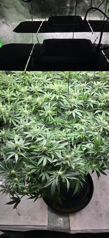 Attack Of The Clones — flower, day 53