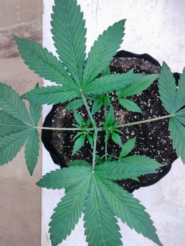 Ten G's — vegetative, day 18