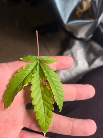 Looking for advice! — vegetative, day 17