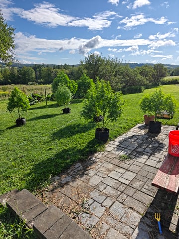 outdoors  unground 2025 — flower, day 12