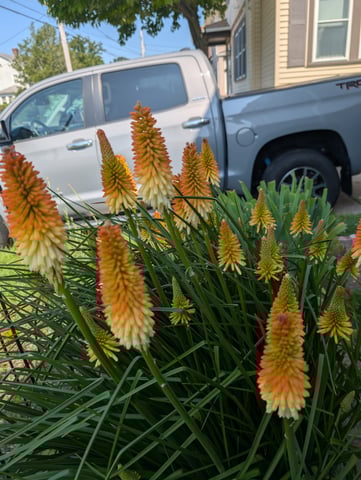 See what grows — vegetative, day 123