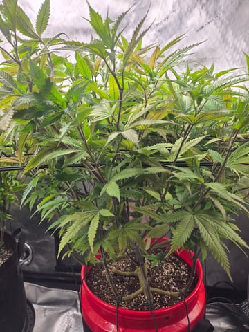 First Grow — vegetative, day 55