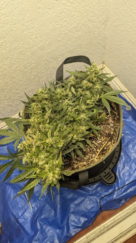 Sativa Summer Autos — flower, day 59