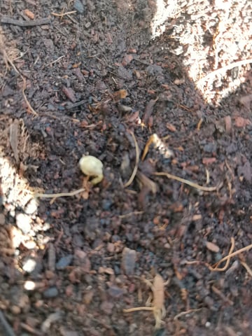 First grow in first set up — seedling_rooting, day 1