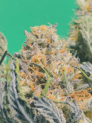 Dirty Bird - Thousand Island Fem & Platinum Kush Breath Remix x Grape Cakehead Fem Photo  — harvest, day 133