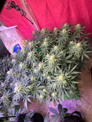 Gelly Mama and Sugar Tree — flower, day 104