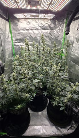 SGC And GWS Clones