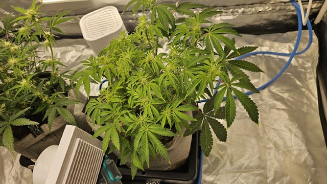 Autos For The Rest Of Winter 🔥🔥😉 — germination, day 12