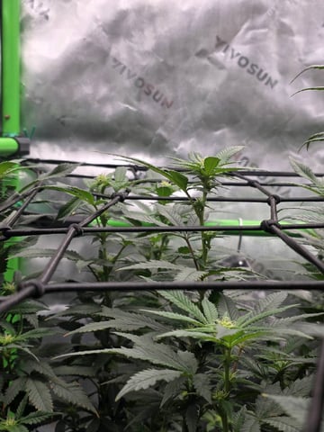 Photo's — flower, day 14