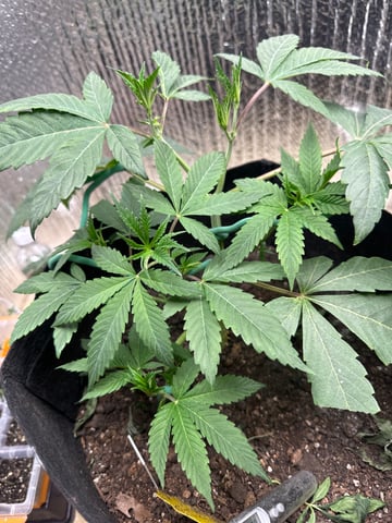 trying some bag seeds — vegetative, day 4