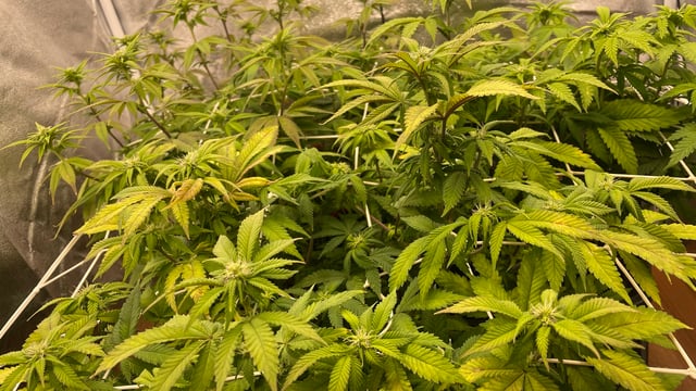 ❄️💚❄️WinterGrow❄️💚❄️ — flower, day 83