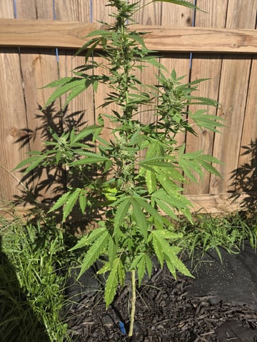 Frosty Suprise  — flower, day 1