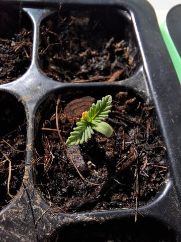 Trial — seedling_rooting, day 11