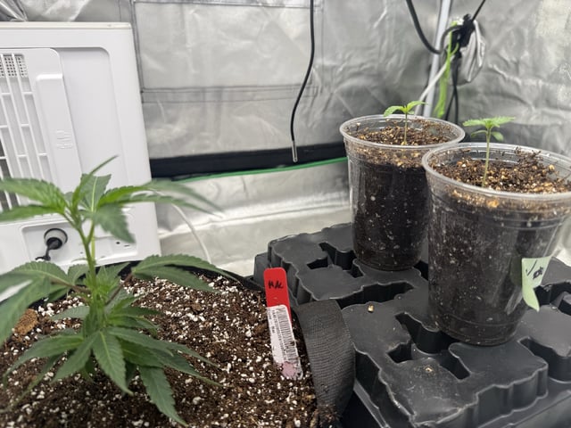 Late Season Start  — germination, day 8