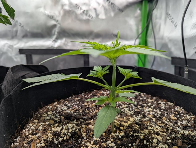 First Grow — vegetative, day 22