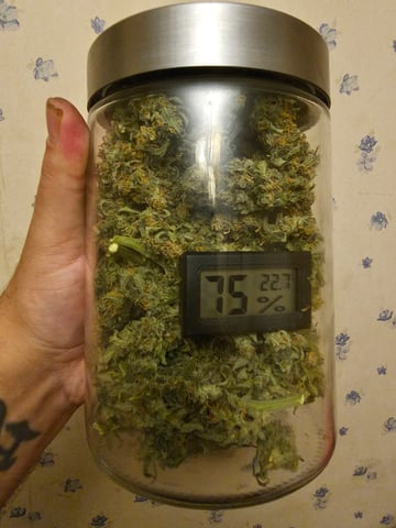 blue cheese  — harvest, day 17