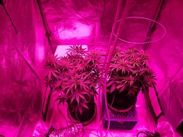 BLACKCHERRY SHERB — flower, day 31