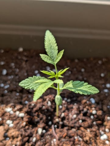 First grow  — vegetative, day 23
