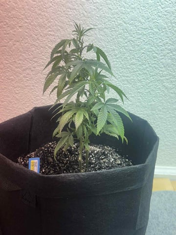chem#4 — vegetative, day 12