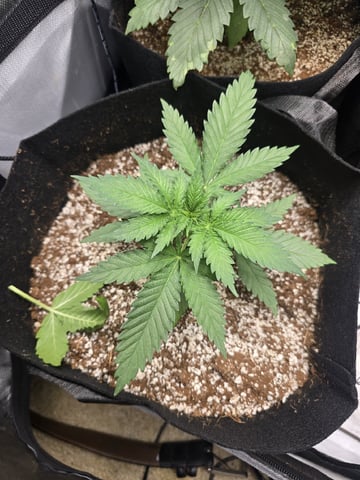 Coco Grow — vegetative, day 28