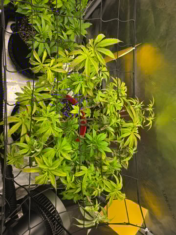 First Grow — vegetative, day 25