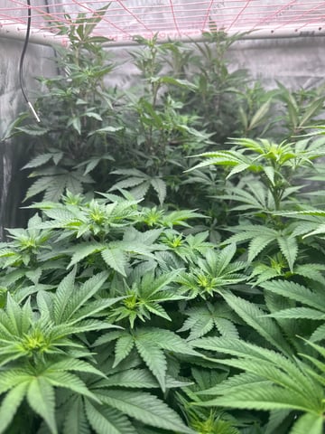 Grow#2 — flower, day 48