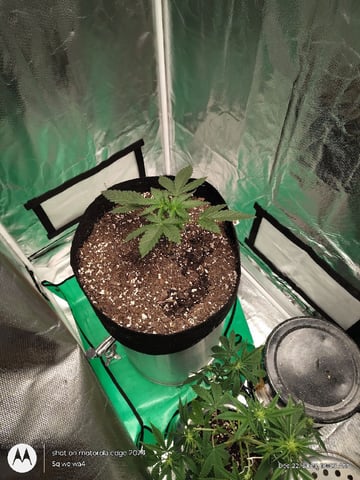 Grow Budz — vegetative, day 21