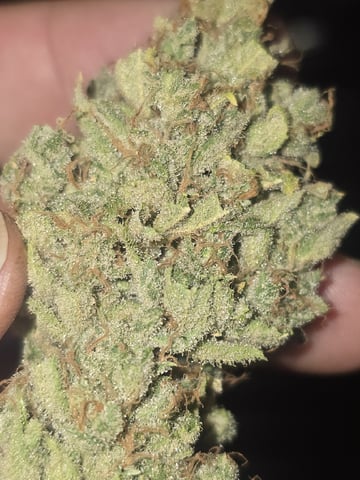 3rd Auto Grow — flower, day 132