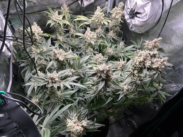 2nd Run — flower, day 152