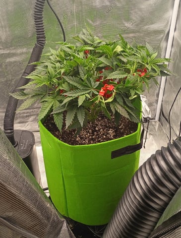 FastBuds Photo-Lemon Mandarin  — vegetative, day 60