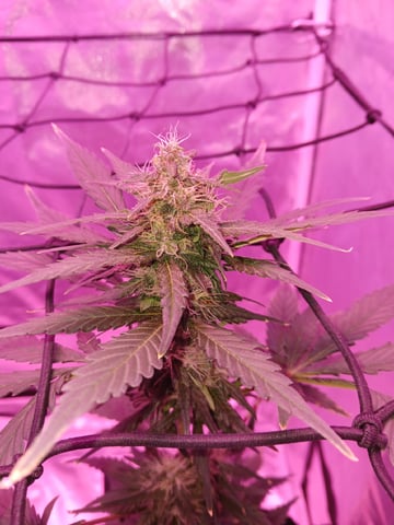 CountryG  — seedling_rooting, day 48