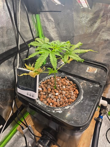 Growing — vegetative, day 50