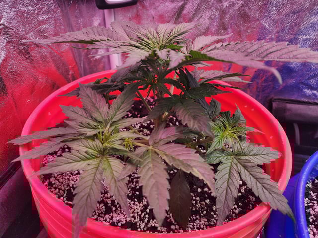 Grow 1Zkittles OGx2 & PEx1 — vegetative, day 29