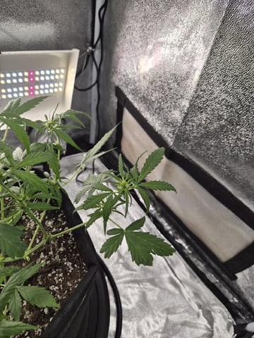 Kalini Asia Auto  — flower, day 56