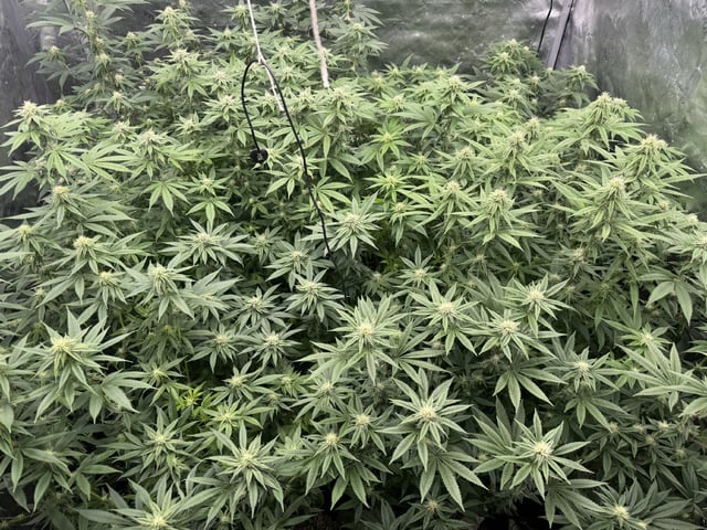 7 Strains 14 Plants  — flower, day 109