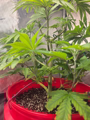 First Grow — vegetative, day 3