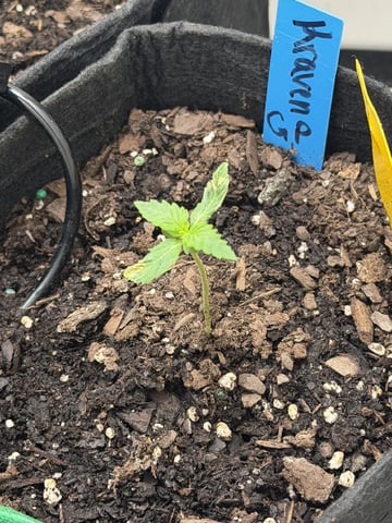 Midsummer Outdoor — vegetative, day 7