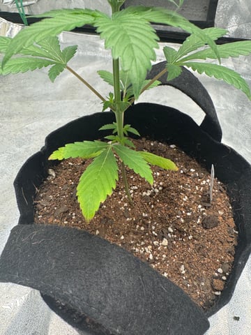 white runtz auto flower — vegetative, day 26