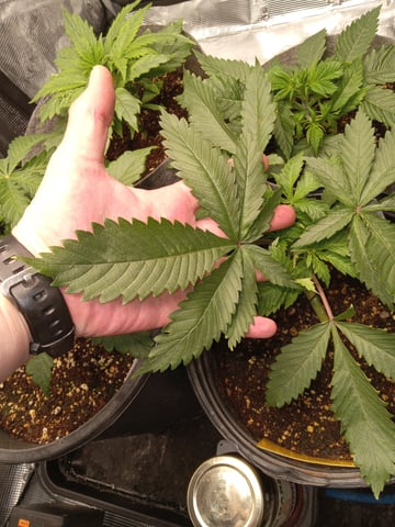 critical purple kush x peyote wifi  in the auto pot system tray 2 grow with added microhazian to the coco coir  — vegetative, day 27