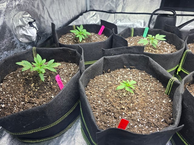 3rd Auto Grow — seedling_rooting, day 33