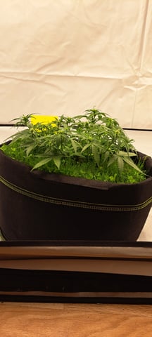 First Grow with the new setup  — auto, day 39