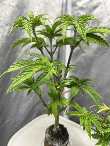 Humboldt Chicken N Wafflez — vegetative, day 36