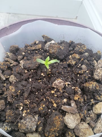 Purple Milk  — seedling_rooting, day 1