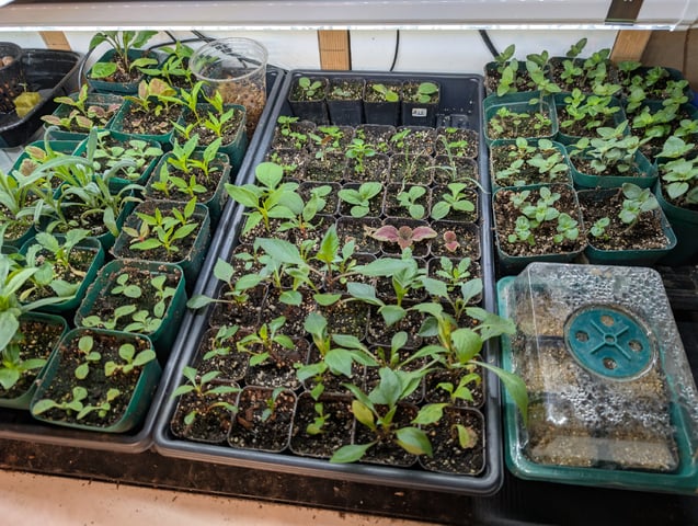 See what grows — vegetative, day 404