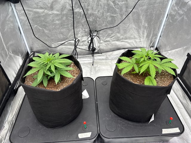 Grow Shed Grow #1 — vegetative, day 23