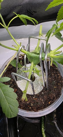 Girl Scout Cookies  — vegetative, day 43