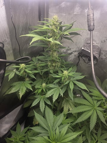 Coco Grow — flower, day 43