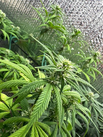 trying some bag seeds — flower, day 49