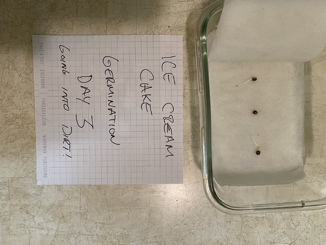 Ice Cream Cake  — germination, day 1