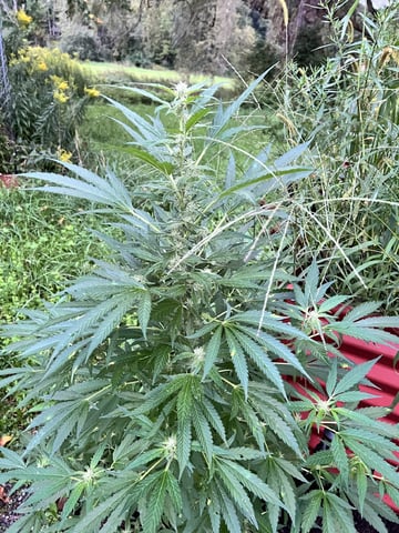 Banjo (Adam’s Plant) — flower, day 61